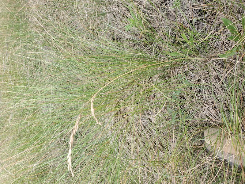 Plains Rough Fescue