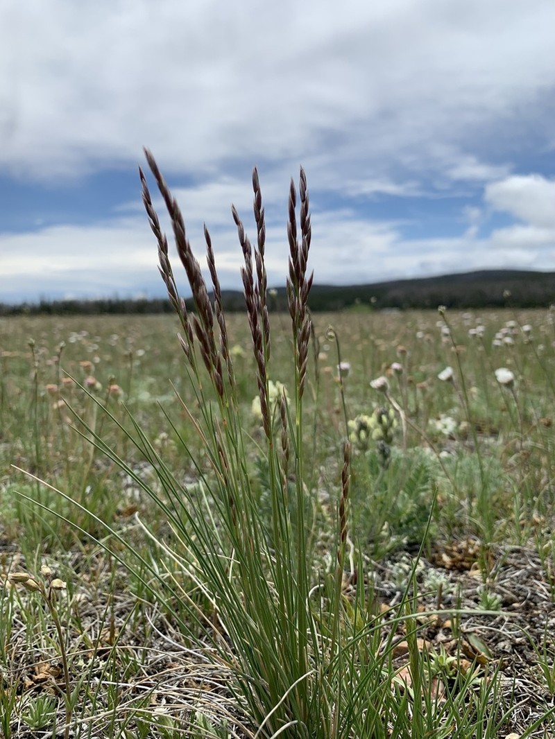 Plains Rough Fescue