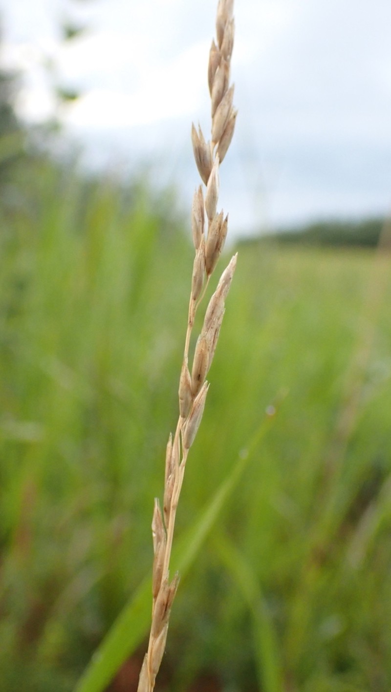 Plains Rough Fescue photo 2