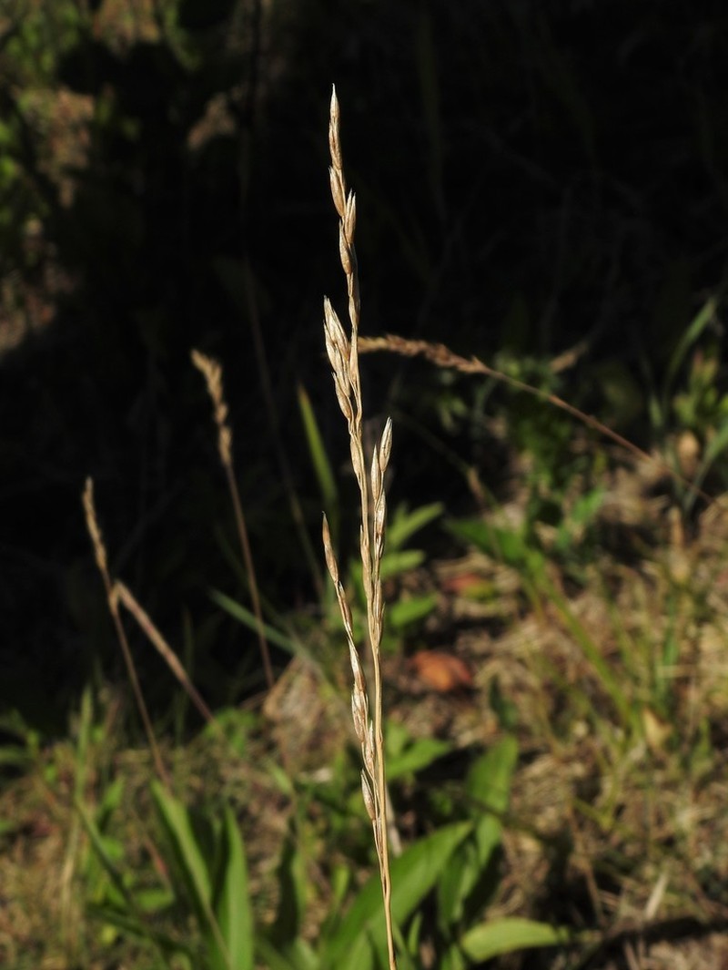 Plains Rough Fescue photo 3