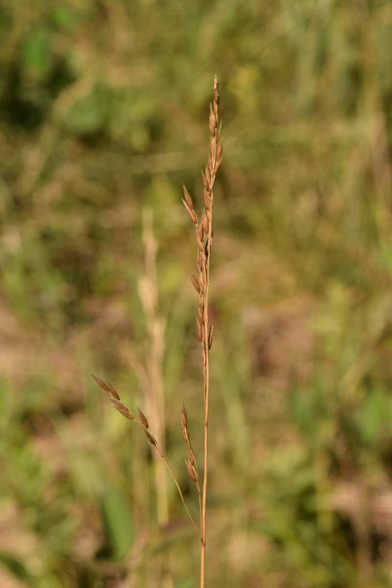 Plains Rough Fescue photo 4