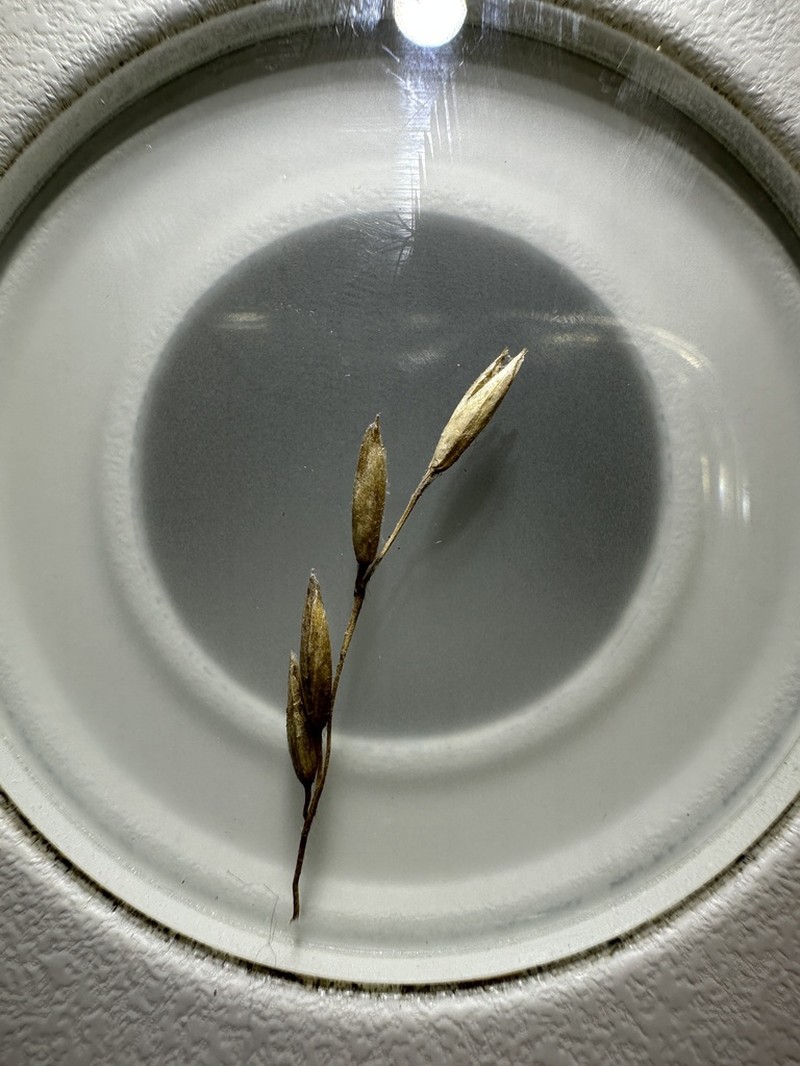 Plains Rough Fescue photo 5