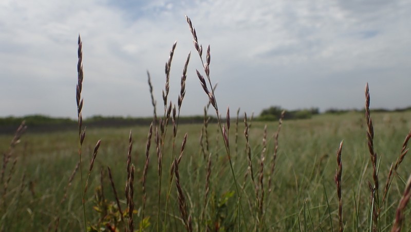 Plains Rough Fescue photo 6