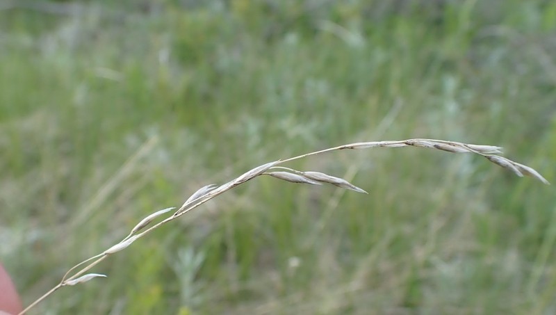 Plains Rough Fescue photo 7