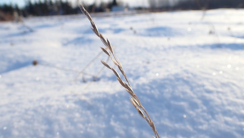 Plains Rough Fescue photo 8