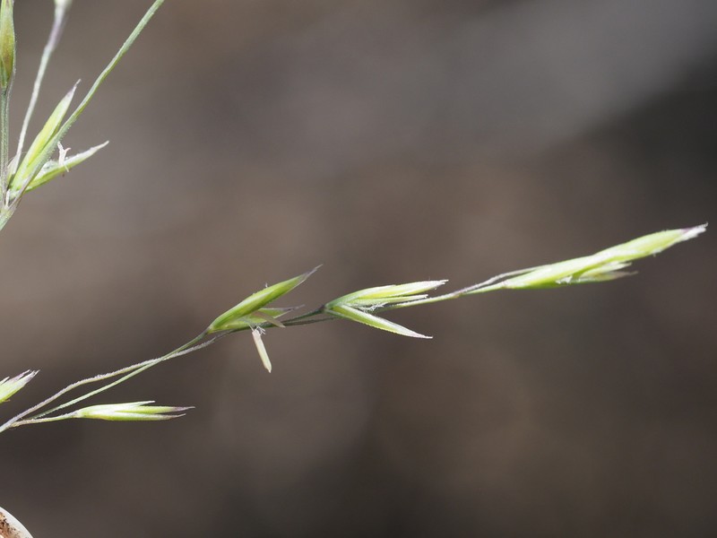 Hawai'I Fescue