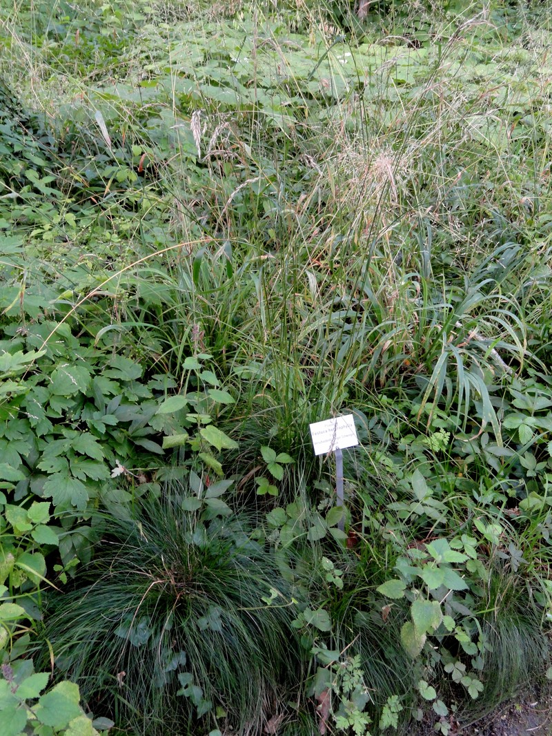 Variousleaf Fescue photo 3