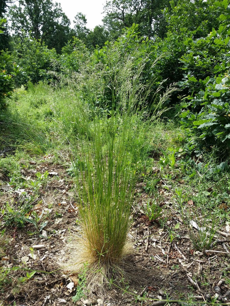 Variousleaf Fescue photo 4