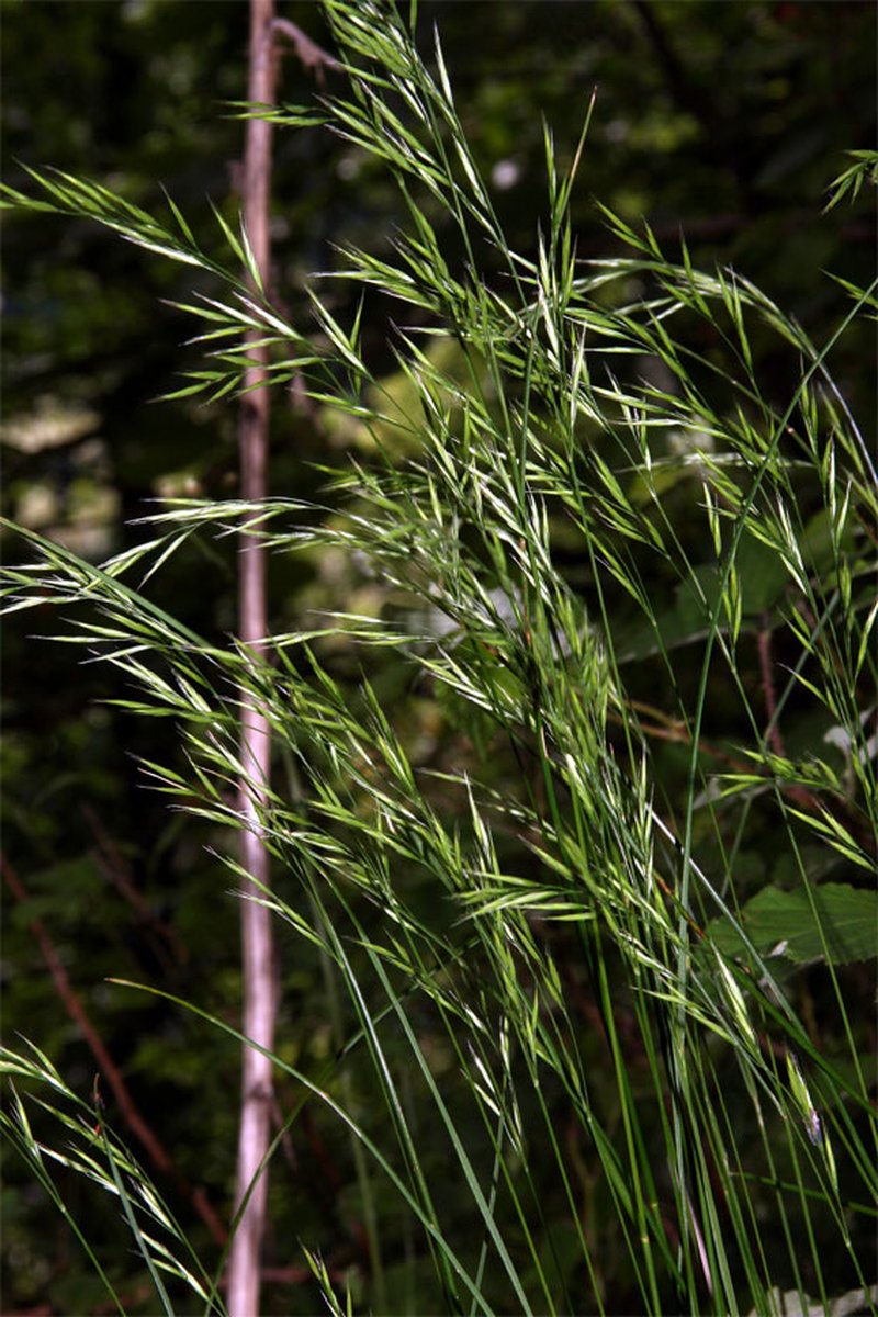 Variousleaf Fescue photo 7