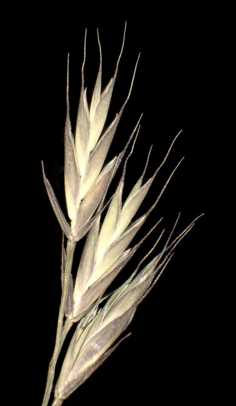 Variousleaf Fescue photo 8