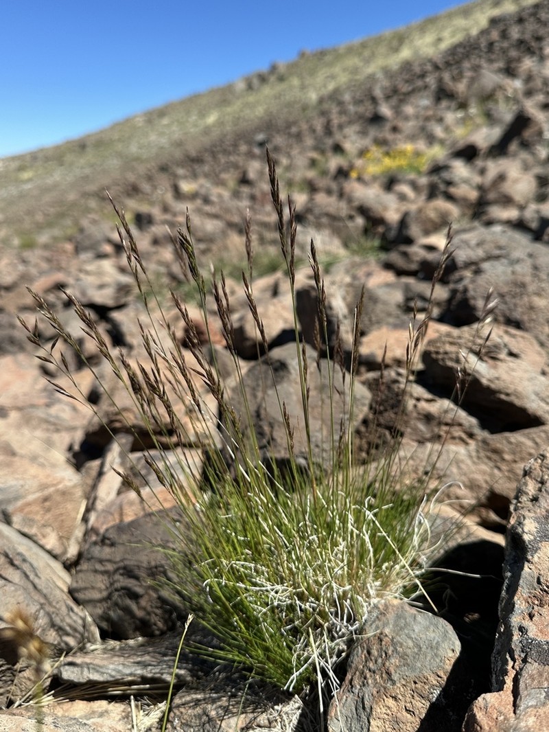 Idaho Fescue