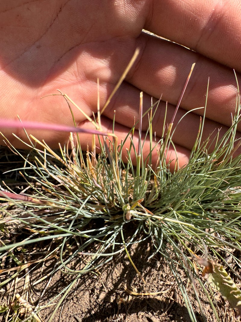 Idaho Fescue photo 2