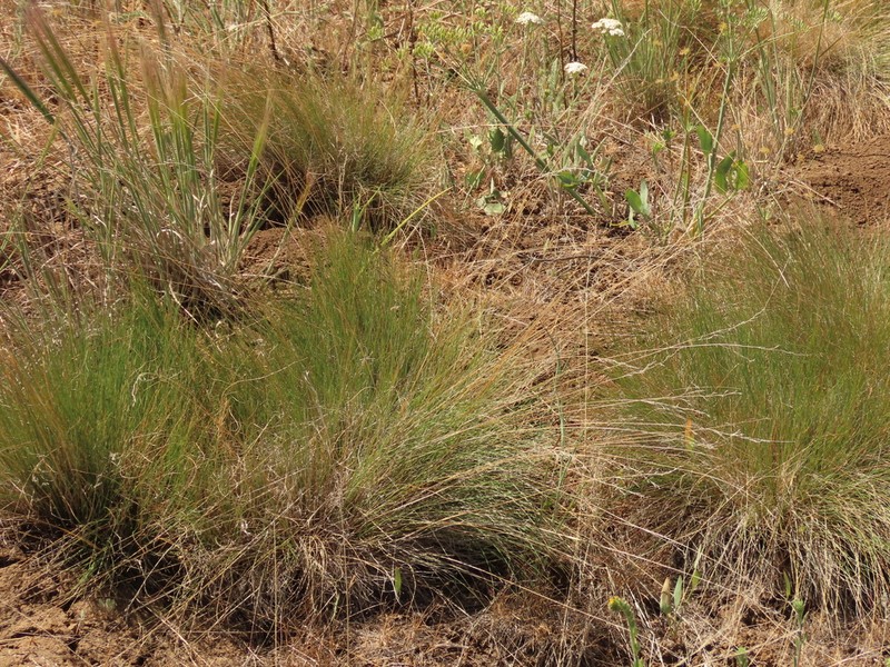 Idaho Fescue photo 3