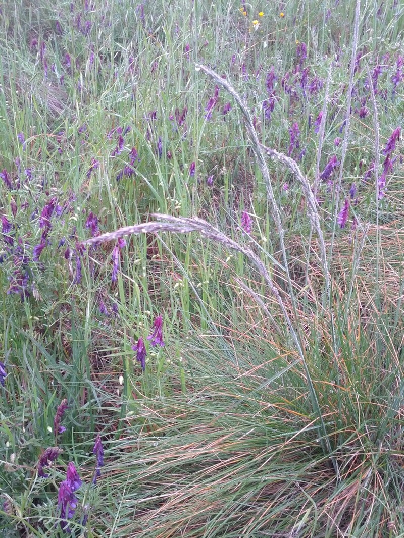 Idaho Fescue photo 4