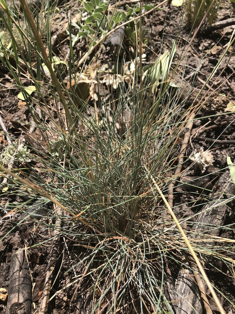 Idaho Fescue photo 5