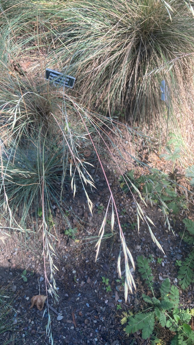 Idaho Fescue photo 6