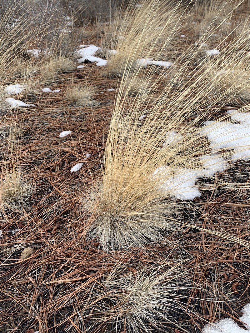 Idaho Fescue photo 7