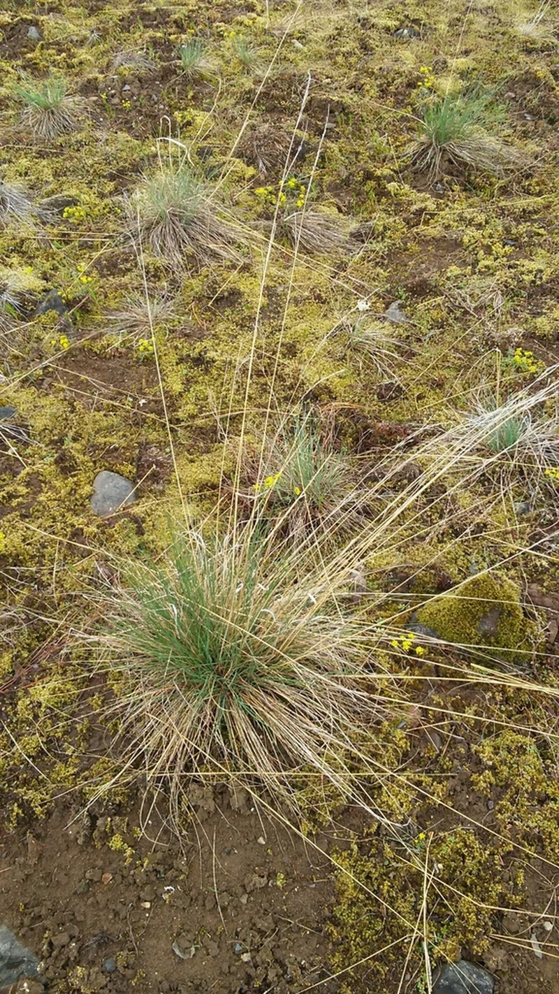 Idaho Fescue photo 8