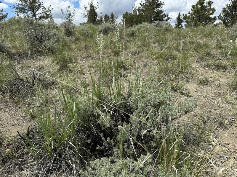 Spike Fescue