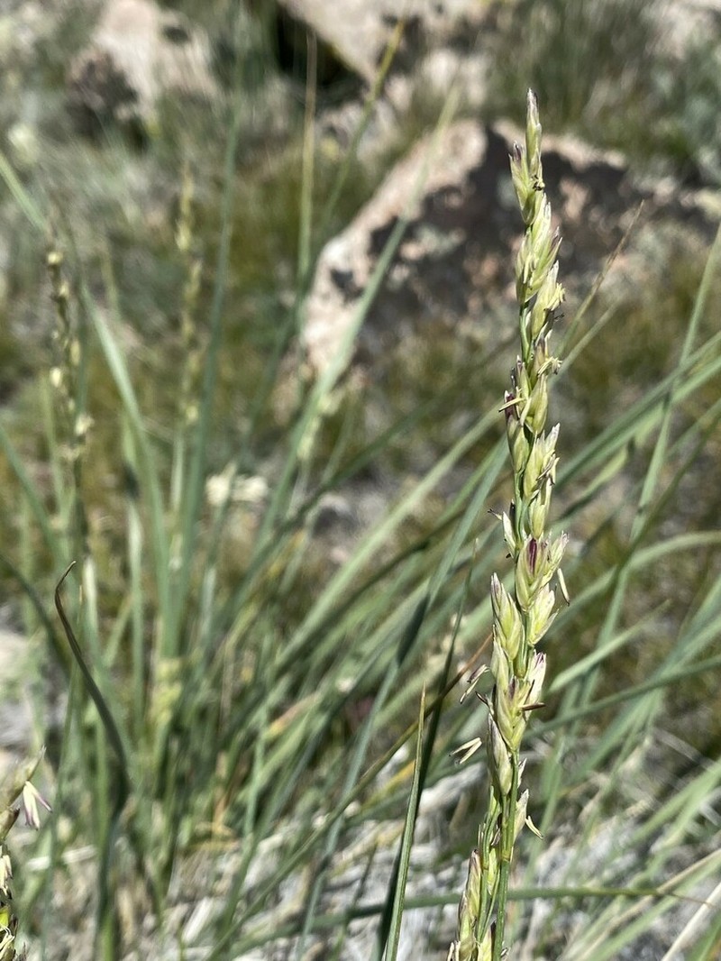 Spike Fescue photo 3