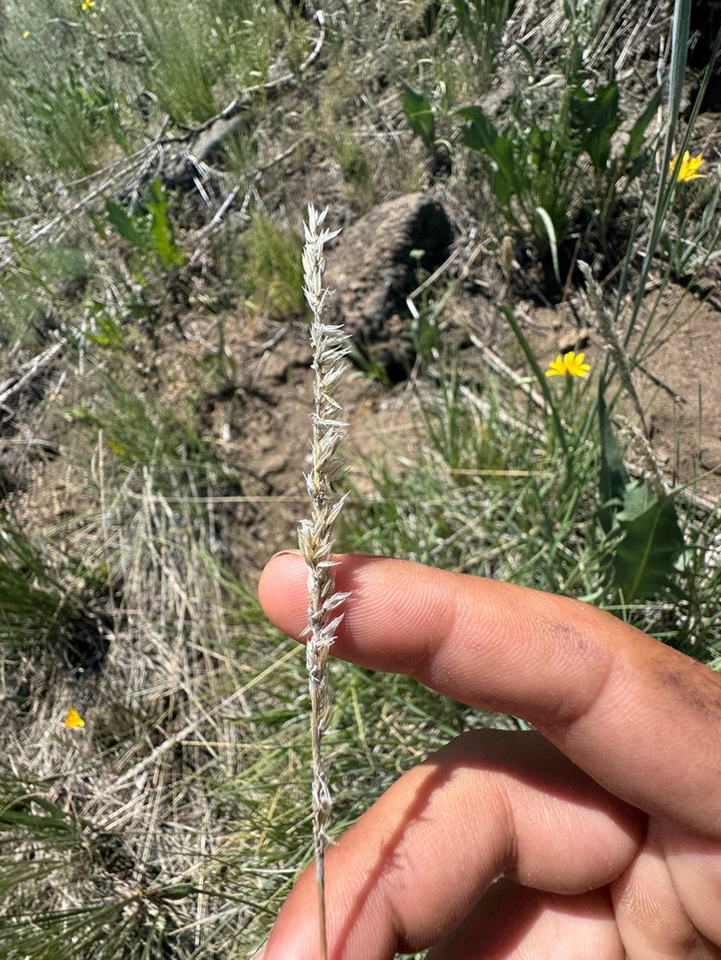 Spike Fescue photo 4