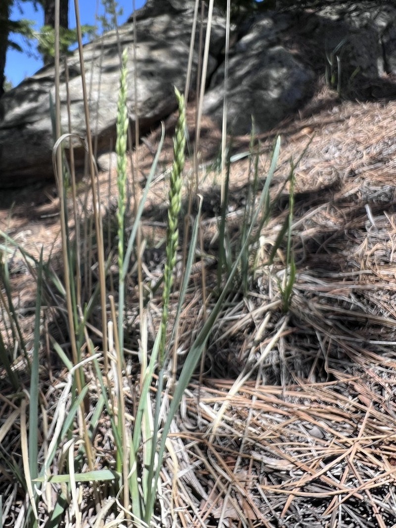 Spike Fescue photo 7
