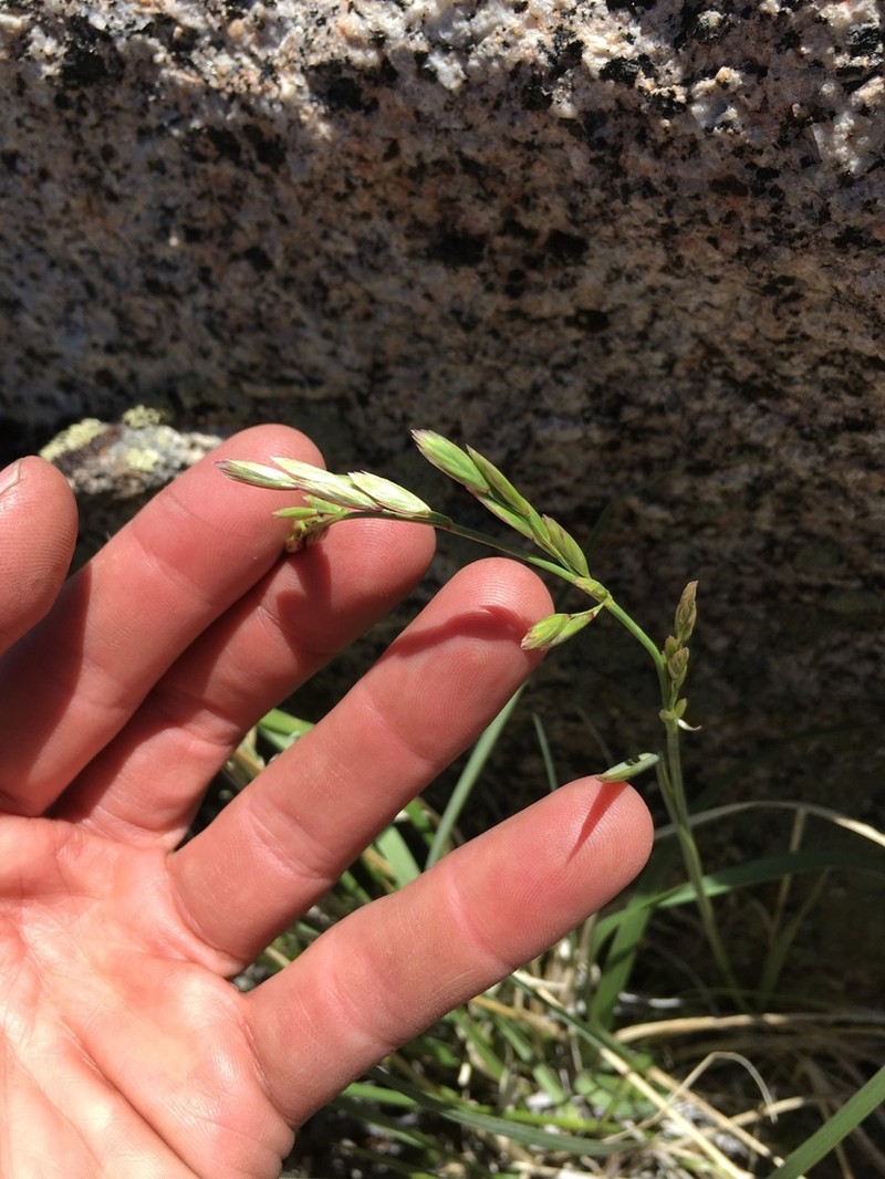 Spike Fescue photo 8