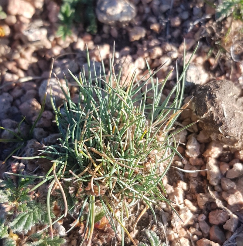 Tundra Fescue