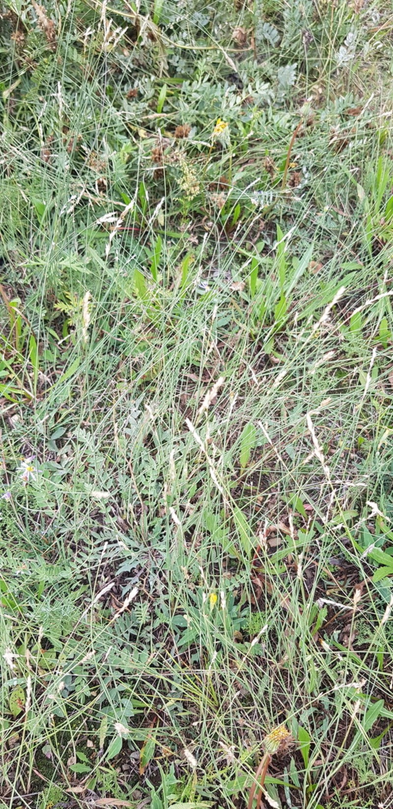 Tundra Fescue photo 2