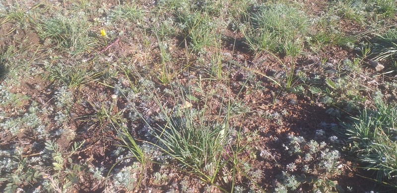 Tundra Fescue photo 3