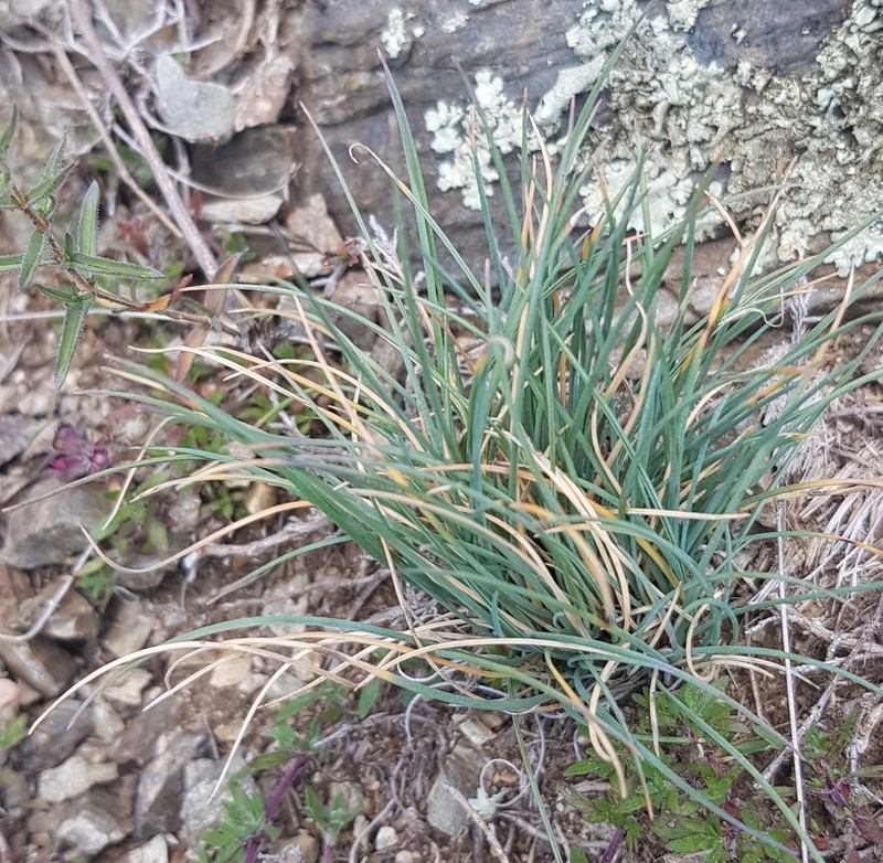 Tundra Fescue photo 4