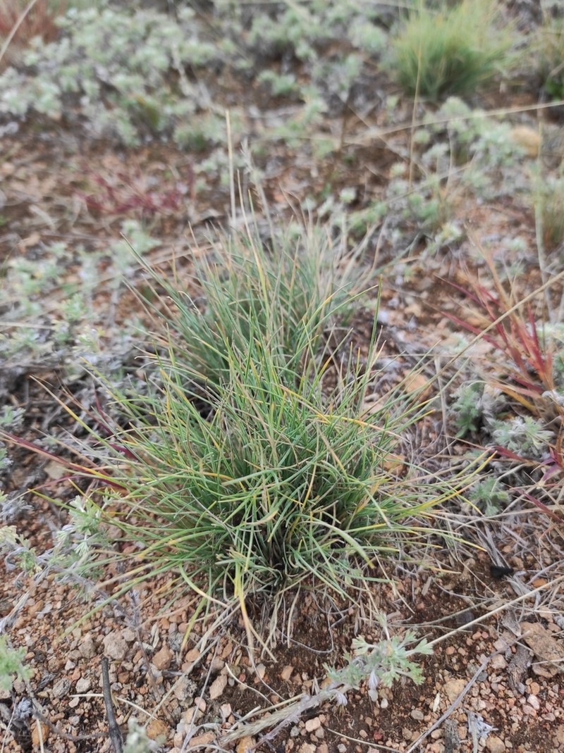 Tundra Fescue photo 5