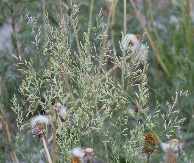 Tundra Fescue photo 6