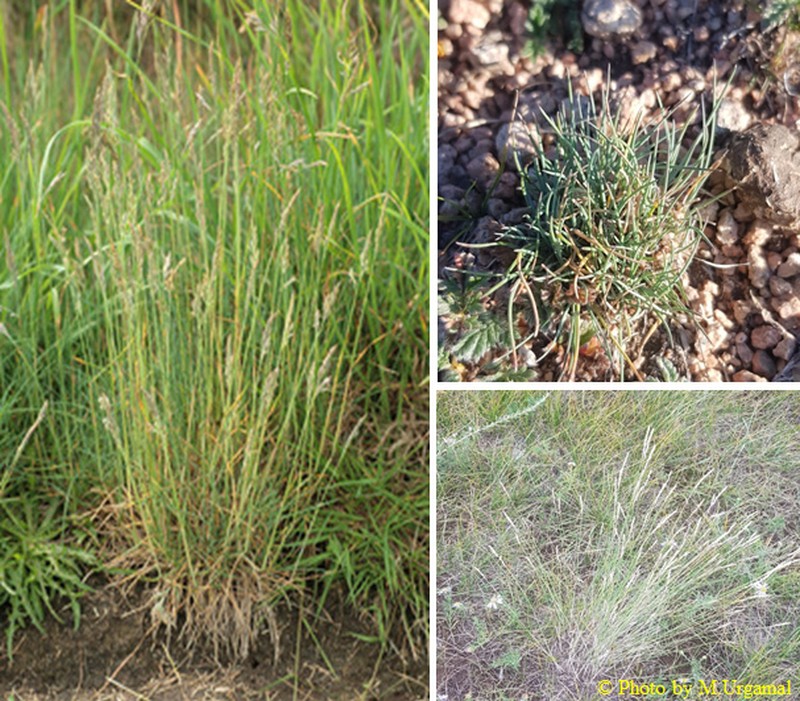 Tundra Fescue photo 7