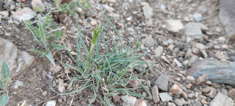 Tundra Fescue photo 8