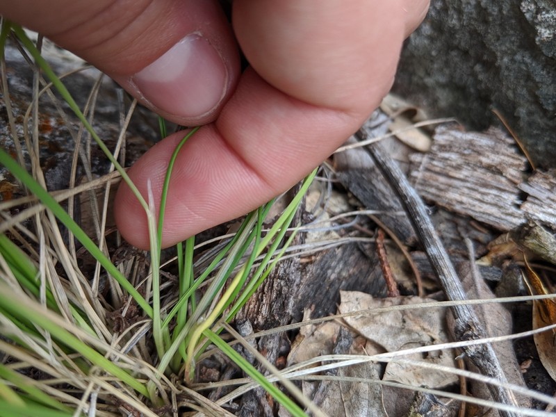 Guadalupe Fescue