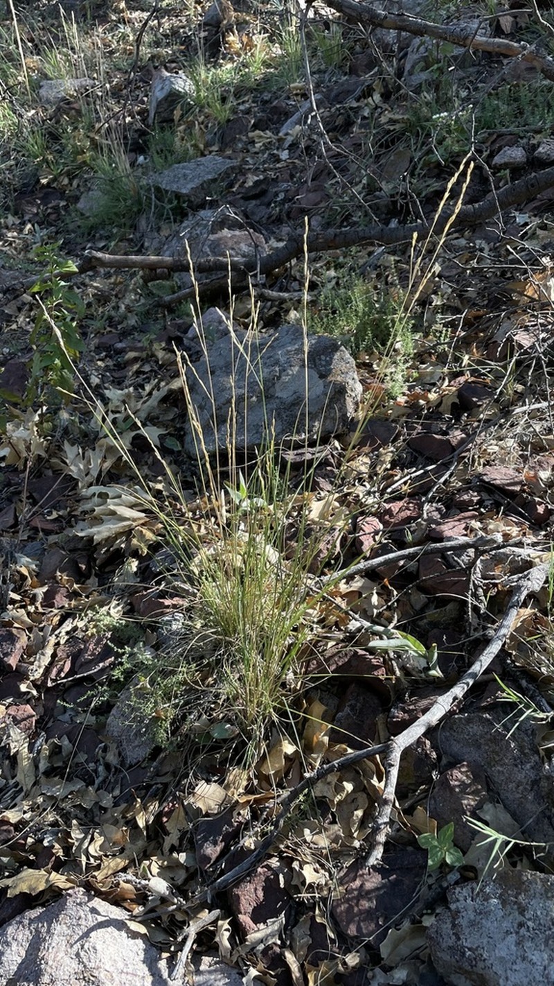 Guadalupe Fescue photo 3