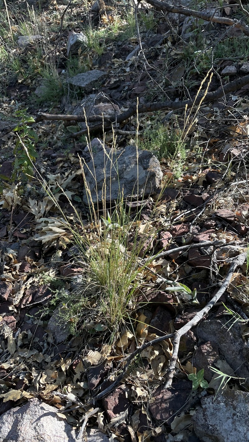 Guadalupe Fescue photo 5