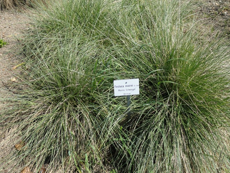 Festuca mairei