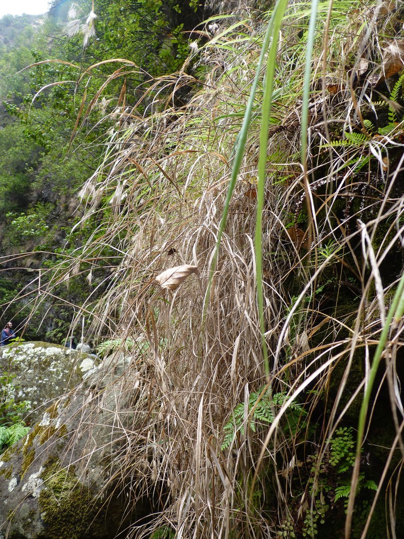 Festuca masafuerana