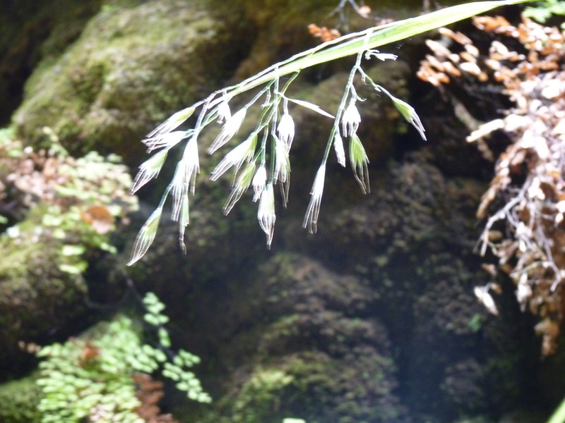 Festuca masafuerana photo 2