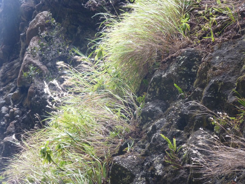 Festuca masafuerana photo 3