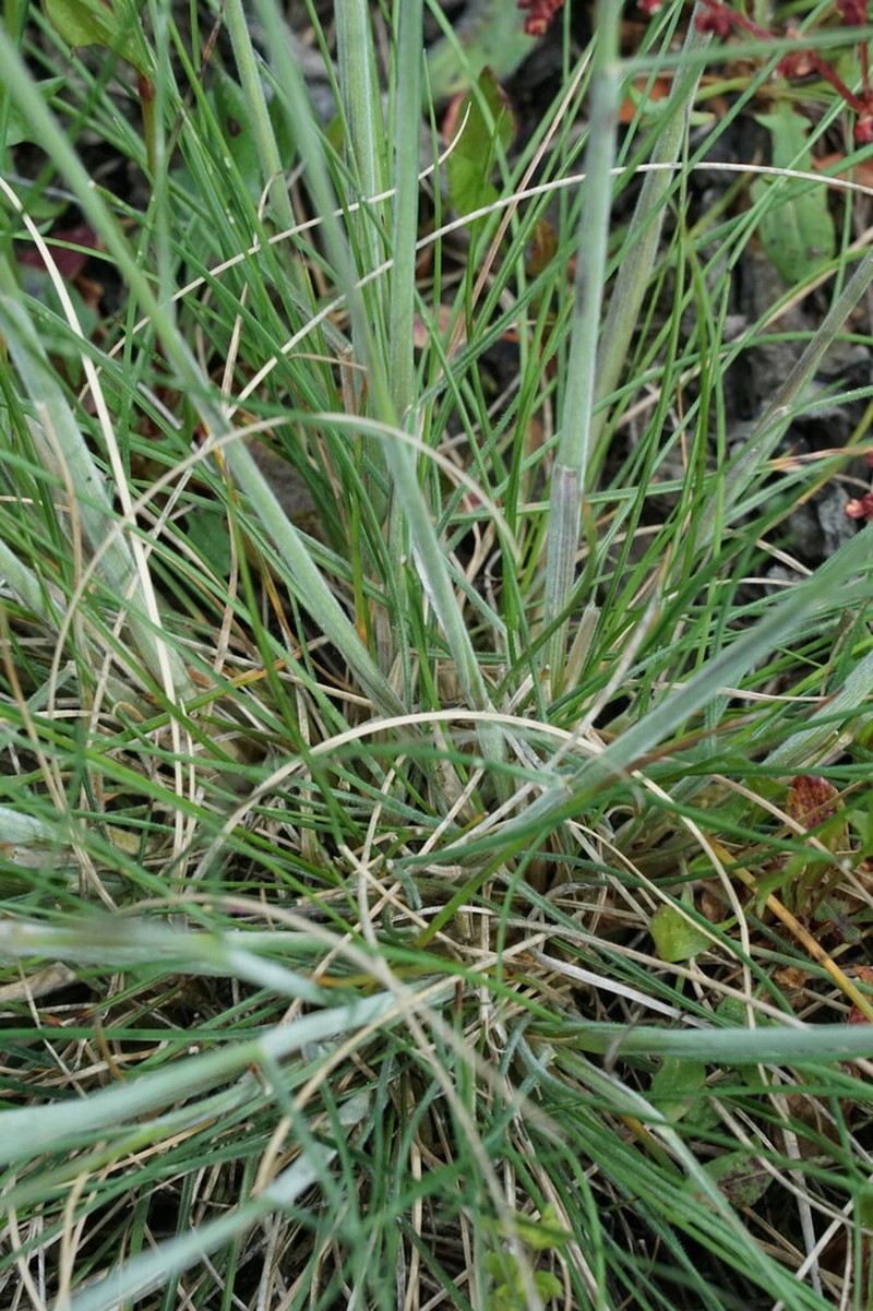 Festuca medioeuropaea