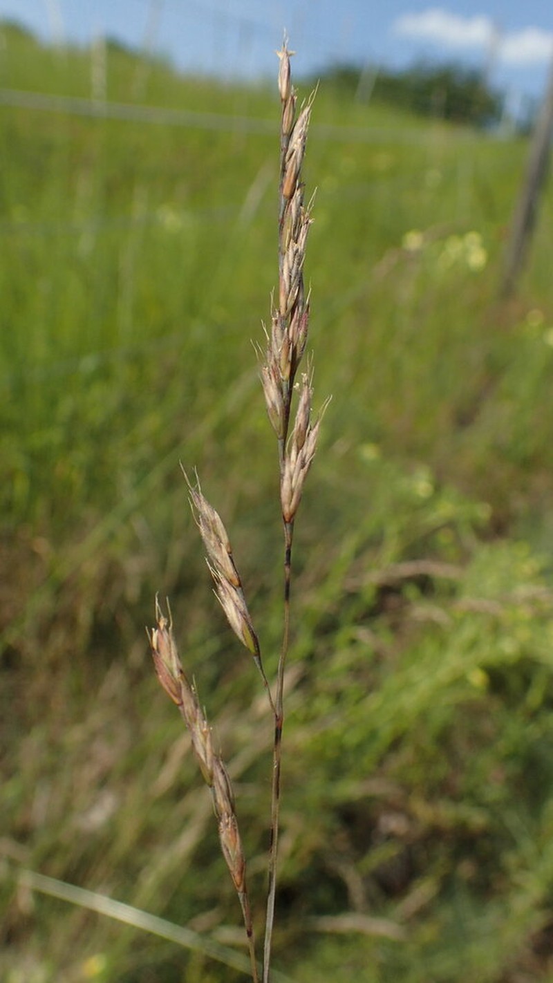 Festuca medioeuropaea photo 2