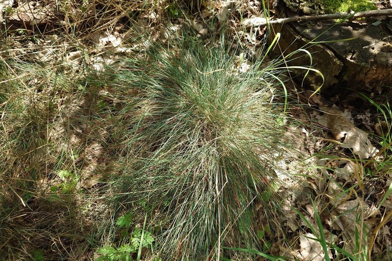 Festuca medioeuropaea photo 3