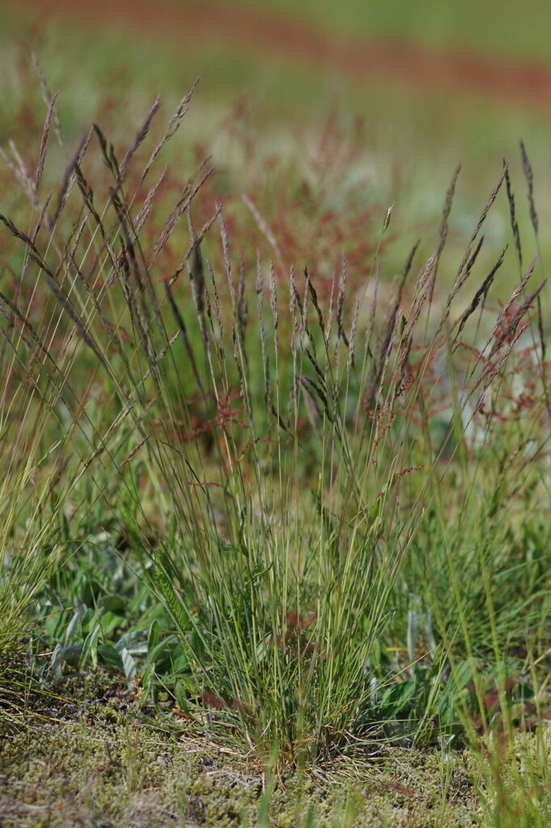 Festuca medioeuropaea photo 4