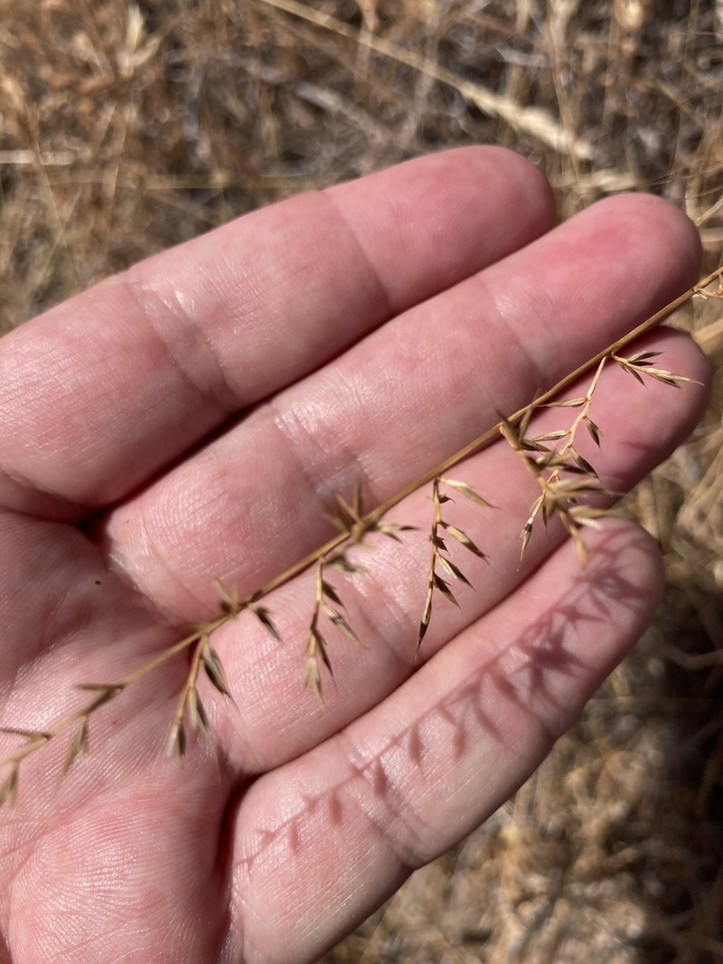 Small Fescue