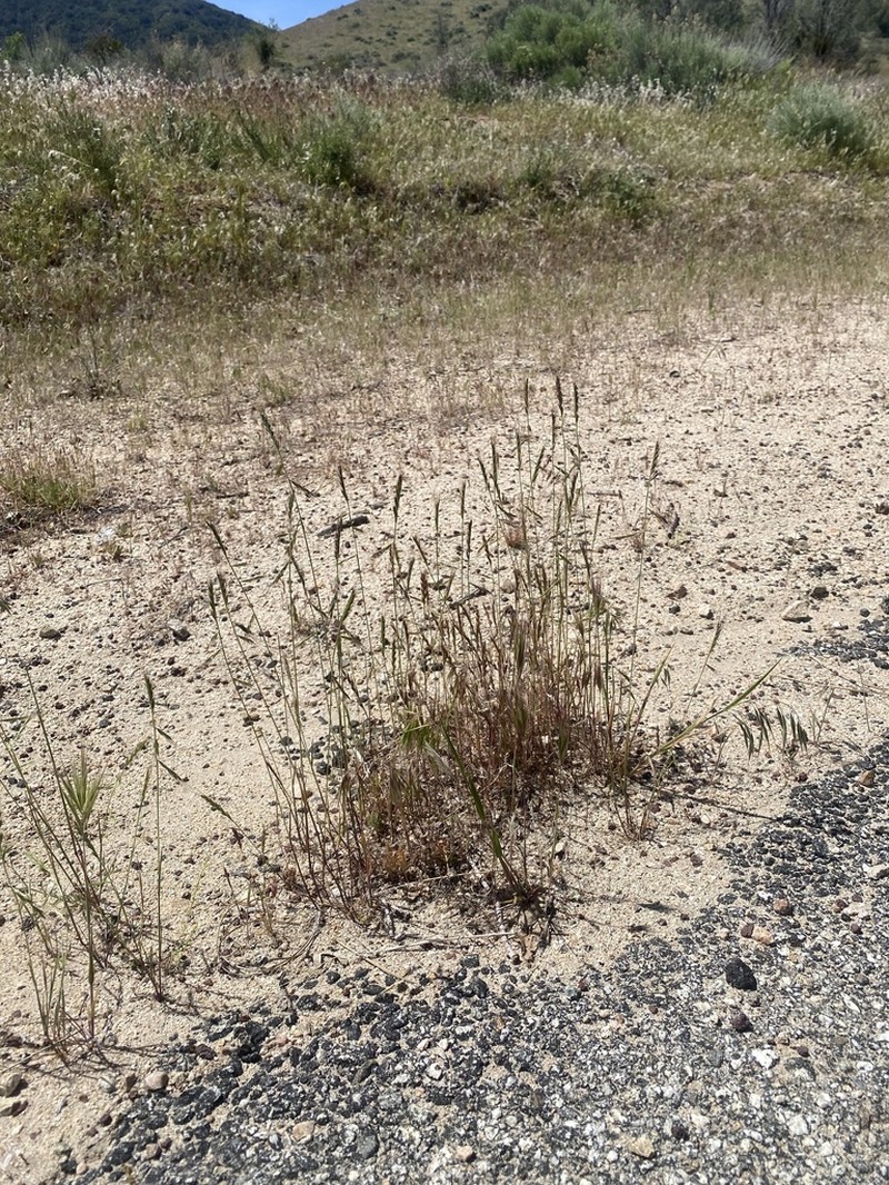 Small Fescue photo 5