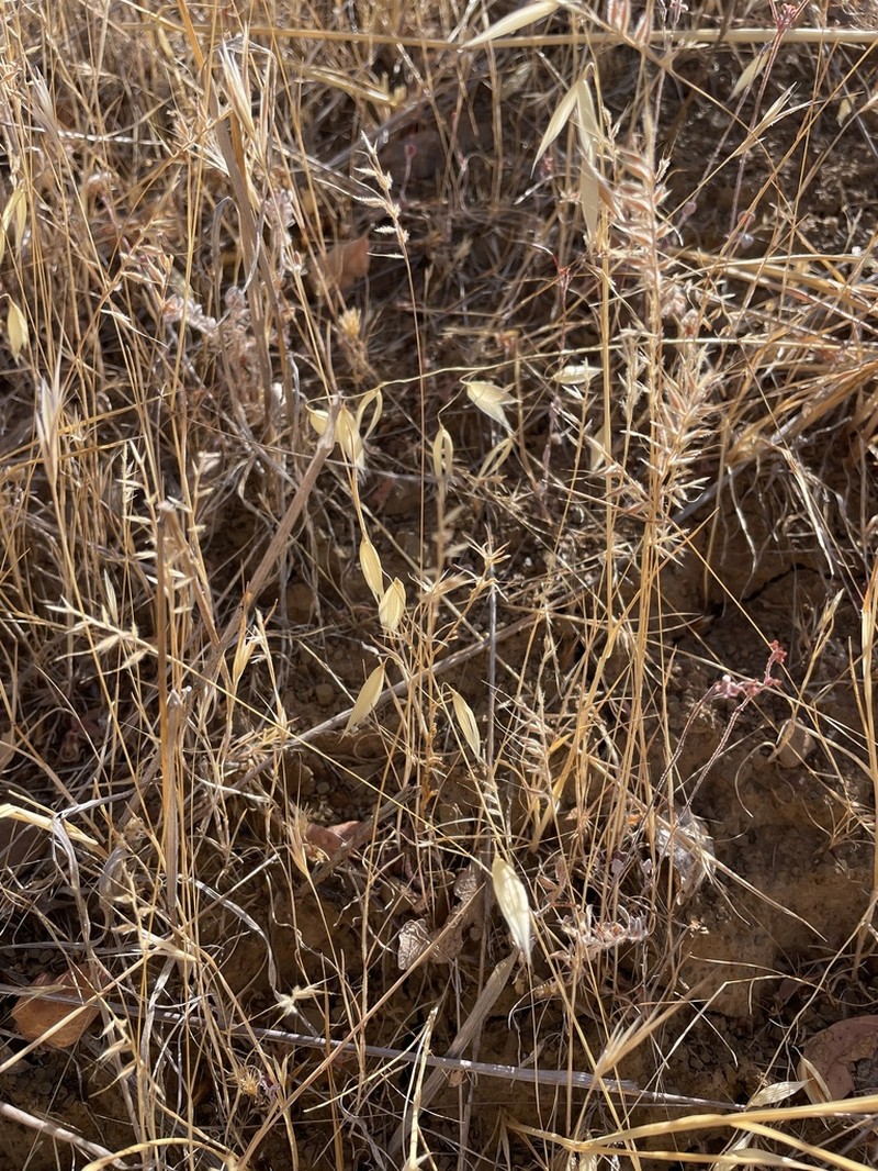 Small Fescue photo 8