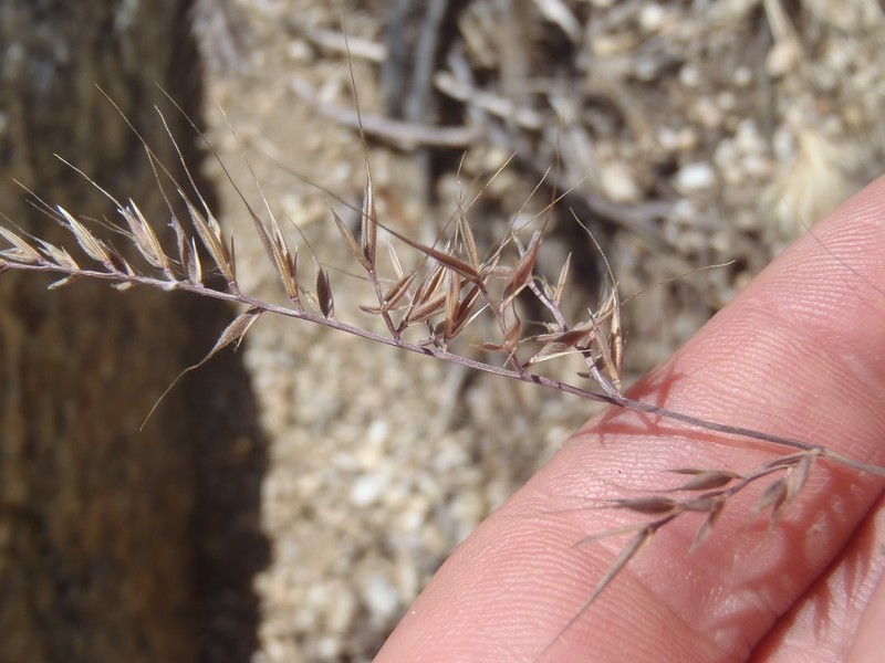 Festuca microstachys var. ciliata